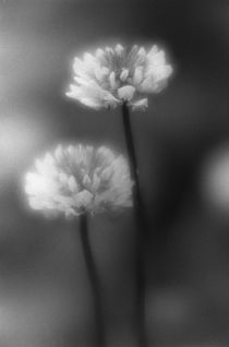 Clover flowers von Alexander Kurlovich