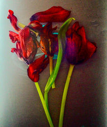 Tulpen von Silke Günther