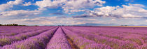 Blooming fields of lavender in the Provence, southern France by Sara Winter