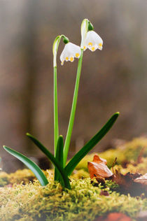 Snowflakes duo by Thomas Matzl