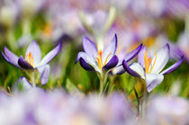 Crocus trio von Thomas Matzl