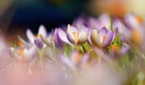 Crocus meadow by Thomas Matzl