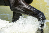 Wasserspiele by cavallo-magazin