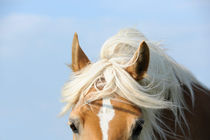 Hübscher Haflinger  by cavallo-magazin