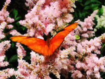 Julia Butterfly on Pink Flowers by Susan Savad