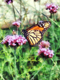 Monarch Butterfly on Pink Lantana von Susan Savad