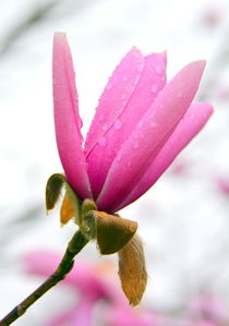 Magnolie von gugigei