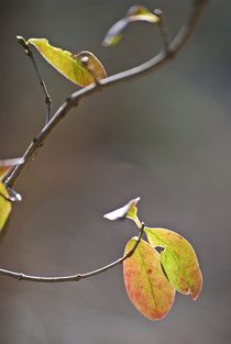 Ein Hauch von Frühling... 4 von loewenherz-artwork