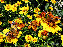 Orange Butterflies on Yellow Coreopsis von Susan Savad