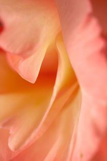 Gladiolus petals macro by Alexander Kurlovich