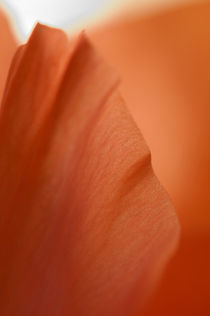 Gladiolus petals macro by Alexander Kurlovich