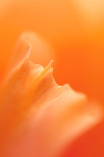 Gladiolus petals macro by Alexander Kurlovich