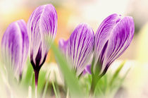 Crocuses von Jeremy Sage