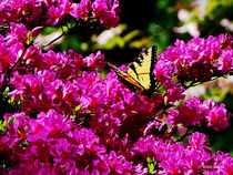 Tiger Swallowtail on Azalea by Susan Savad