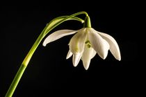 GALANTHUS I by Beate Radziejewski