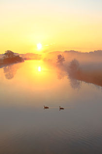 Gänse im Sonnenaufgang von Bernhard Kaiser