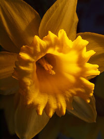 Narzissen-Makro, Osterglocke, narcissus, blossom of jonquil by Dagmar Laimgruber