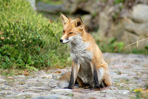 ein Fuchs im Park von ir-md