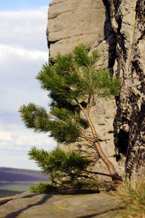 lonely tree 2 von ir-md