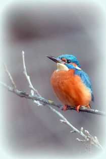 Eisvogel von gugigei