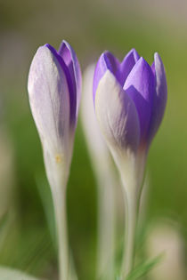 Krokusblüten von Bernhard Kaiser