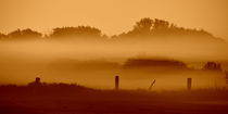 .. morgens auf der Weide .. by gugigei