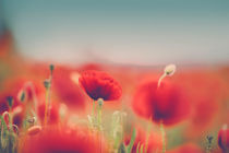 Summer Poppy Meadow von Nailia Schwarz