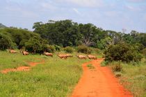 Die Wanderung der Tiere von ann-foto