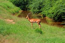 Gazelle, Reh, Tsavo East von ann-foto