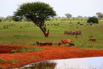 Die Savanne in Tsavo East von ann-foto