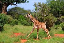 Rennende Giraffe in Tsavo East von ann-foto
