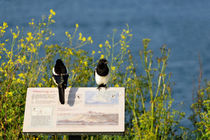 Magpies Keeping Watch, Pendennis Point by Rod Johnson