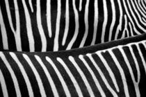 Zebrastreifen - stripes by gugigei