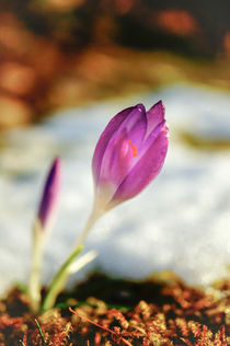 Crocus by Thomas Matzl