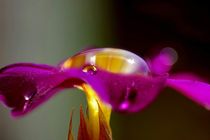 Raindrops on a pink flower by Yuri Hope