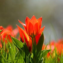 Tulpenleuchten von gugigei