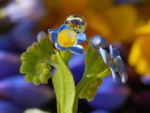 Forget-me-not and rain drops von Yuri Hope