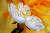 Cherry flower in the spring, in profile by Yuri Hope