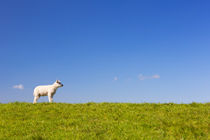 Texel lamb on the island of Texel, The Netherlands by Sara Winter