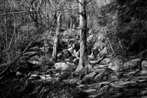 Becky Falls, Devon. by David Hare