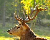 Hirsch im Profil von gugigei