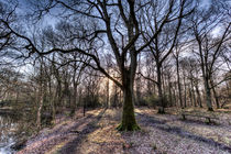 Early Morning Forest by David Pyatt