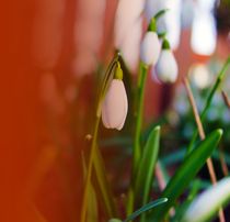 snow drops by M. Ziehr