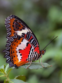 Schmetterlings-Makro, Bortenfalter (cethosia), tropical butterfly, by Dagmar Laimgruber
