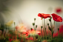 Summer Poppy Meadow von Nailia Schwarz