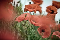 Summer Poppy Meadow by Nailia Schwarz