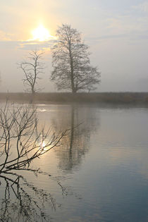 Nebel, Licht und Bäume 9 by Bernhard Kaiser