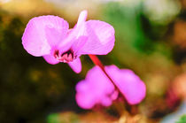 Cyclamen fireworks by Thomas Matzl