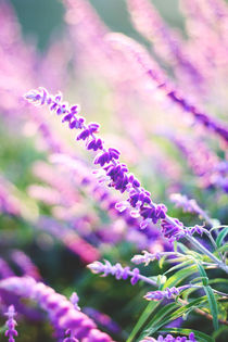 Lavender in bloom von Maria Dattola