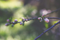 Flowers buds, freshness spring von Maria Dattola